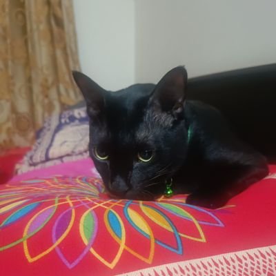 ibte44's profile picture. I am superior!