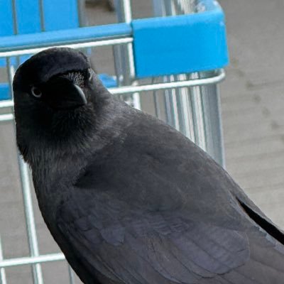 nicklessidiot's profile picture. 