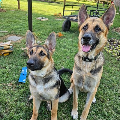 fleeman_joe's profile picture. Patriot, 1A, 2A, Army Combat engineer, Vet, loves dogs, god and country  Lestie, Max and Zeus no porn, NO DM, IFB. no adds, no porn, no fake news, no Karens