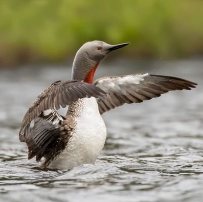 Ranting_Loon's profile picture. I'm not a huge biographical person.  More of the old school the internet is where we go to not interface with meatspace type of personality.