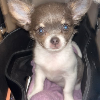 BountY24600's profile picture. Ils m’appellent Bounty — mi-chocolat, mi-fou-fou 🍫🐾 Profession : voler les chaussettes et les cœurs 💘 #Dogsoftwitter | #TeamBounty. #Teampatriotes