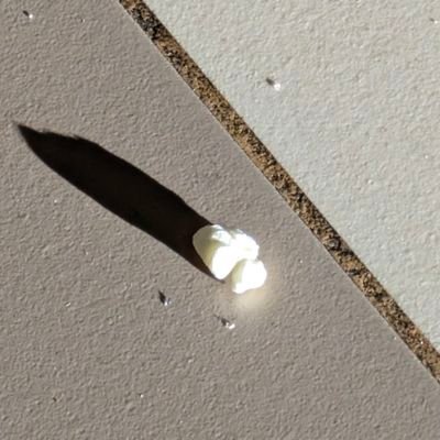 zoylocote's profile picture. 