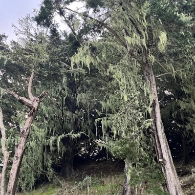 latecrisis's profile picture. phd-ing in political theory / environmental justice, conjunctural analysis, anti-imperialism / free them all!