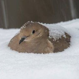 sillisonne's profile picture. hihi idk what to put here