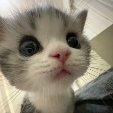 needmoredo1ta2's profile picture. あなたとここにいたい、砕かれることが決まった恋だとしても( ĭ ⩊ ĭ )