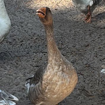 MuhammedB24816's profile picture. trying my best.