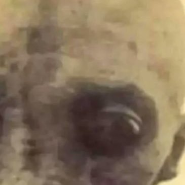 korocrash's profile picture. ada