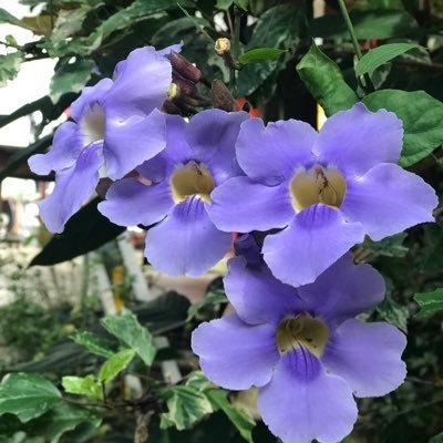 sasofonia's profile picture. Hola, me asomo por ahí... Continúo en resistencia hasta que la dignidad se convierta en hábito🤘🏽