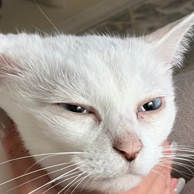 Duffyowt's profile picture. One Way Trip でギター弾いてます。活動はのんびり気長にやってます。体鍛えるのと猫ちゃんと酒が好きです