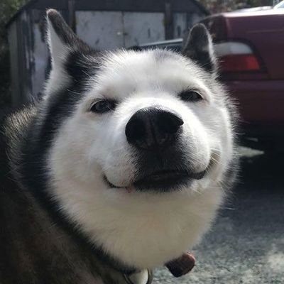 asafcoh3n's profile picture. 