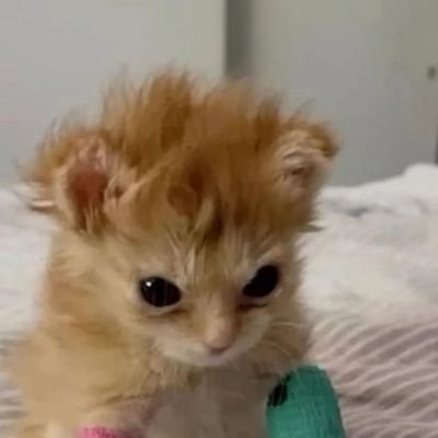 delfinoo0's profile picture. 