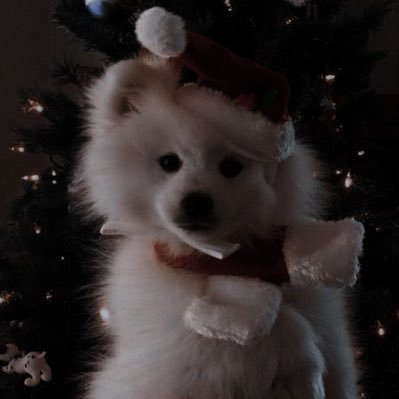 bleedingmel0dy's profile picture. slighty freaky , silly dog boy :3 | under 15 dnf other than that js dont be a weirdo and we're good 🔥🔥 priv - @timepetalz_ cant post twt hates me rn sorry