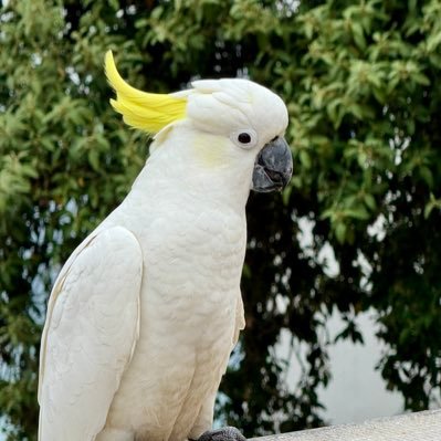 animebluefellow's profile picture. 