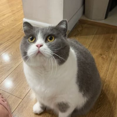 ImMob707's profile picture. 人生若无趣。 I'll mute those tweeters with blue badge and shit talking.