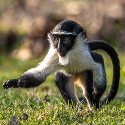 SidikoC73878's profile picture. 