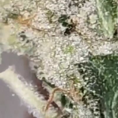 MRNMRSStaysHigh's profile picture. Husband/Wife  we review hemp products & more etc very experienced users brands DM to discuss TY Brand Ambassador @ShopHelloMary @thehempdrcbd @miraclexmed