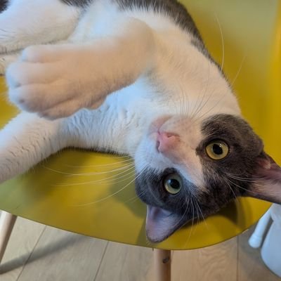 wanico29's profile picture. 保護猫2匹と暮らす😺😸
🌸れいわオーナーズseason4
基本的に曲がった事が嫌い。
創価学会はカルト！

※育児優先ヅラ大嫌い！
※話が噛み合わない人無視。
※副業さんお断り。
※変なの拡散する方はブロックします。