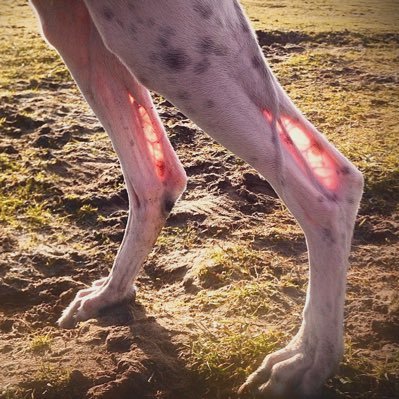 pupcinonyx's profile picture. 