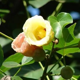 Huvanma's profile picture. A dad