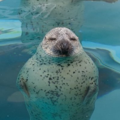 cycloidalmusic's profile picture. 19, any pronouns | electronic/ambient musician, music nerd, fan of seals and rabbits | #ambienttwt #edmtwt