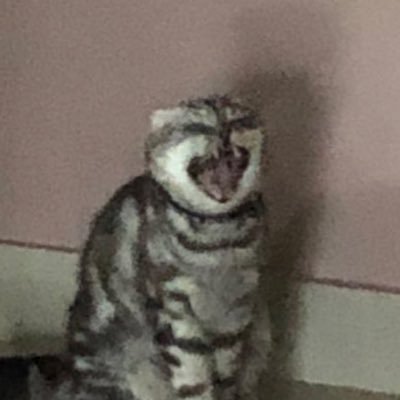 mintapplechubas's profile picture. for vchubas ^^ (I’m in vcraft hell) ❤️‍🔥&🥨&💢&🎫. main: @mintapplemoon