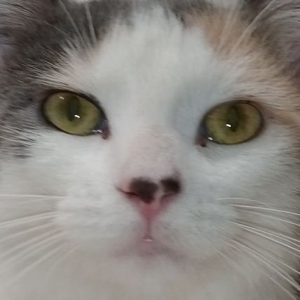 gameboy1969's profile picture. Minor | I'm straight | i make music, draw, and animate! | uh | yeah my discord is gameboy1969 | Alt: @danotgoat