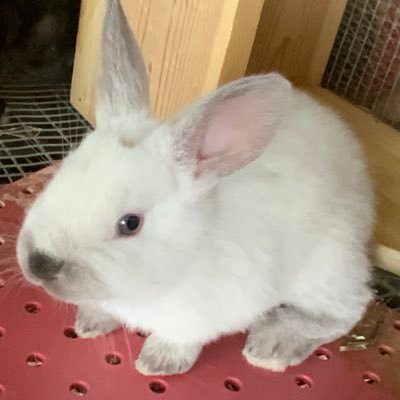 TheTurdoligist's profile picture. Antigovernment Rabbit Enthusiast.🐰