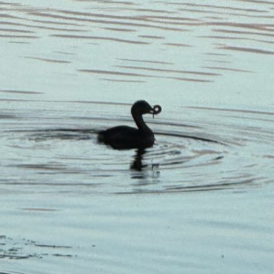 surfacelayer's profile picture. discovering ice