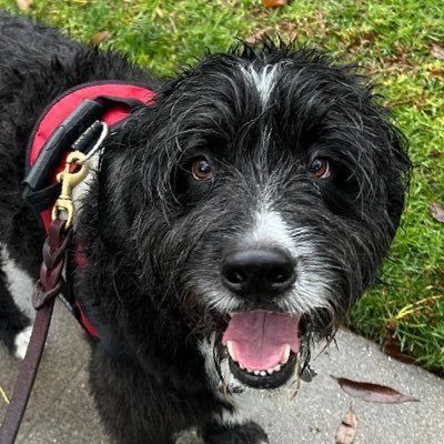 TheMJRosen's profile picture. screenwriter, owner of https://t.co/1jN1BQOcVS a store, also on Etsy as UnmincedWordsShop      Dead&Co fan, scotch, poker. oh and wife, kids, dogs.