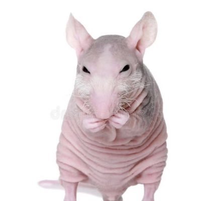 cmilxlacerd's profile picture. nesse perfil nao fazemos o uso de vírgula