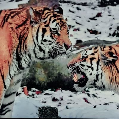 ibrad555's profile picture. 