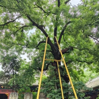 JiayingLin13's profile picture. Research interests: law & society, life course, social policy, communication studies
@ourANU @UBuffalo alum