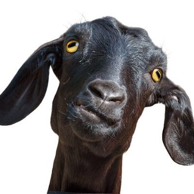 sayurkoll151's profile picture. stake : iloveblonderab
roo : sayuromie
shuffle : kevsayur
razed : sayurirl