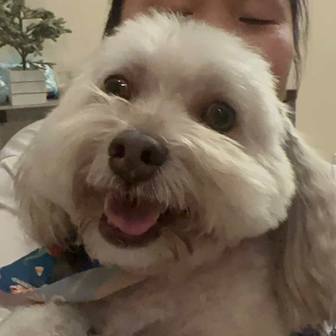 MilksAndMape's profile picture. Dog mom 🐶 | Food lover 🌮 Trying to balance softness & chaos ✨