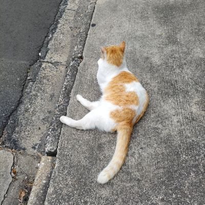 yuuRUNTEQ75A's profile picture. RUNTEQ11月7日入学
ねこ、ゲーム（実況も）が好きです。
受講生や卒業生の方無言フォローすみません🙇‍♀️一緒に成長していける仲間がいると嬉しいです😆
noteに自己紹介書きました→https://t.co/B4HDATpa3F