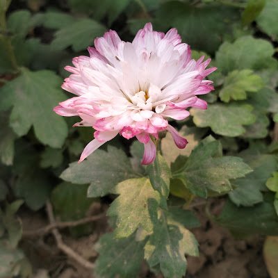 Jisooindex103's profile picture. 