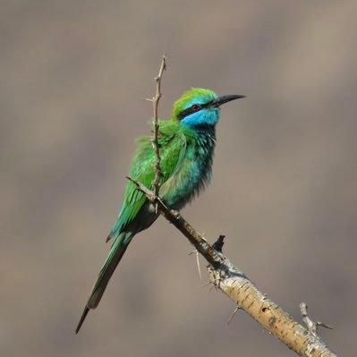 ra9d_07's profile picture. حساب مهتم في توثيق ورصد الحياة البرية في جنوب المملكة العربية السعودية  🇸🇦   ( وَمَا تَوْفِيقِي إِلَّا بِاللَّهِ )