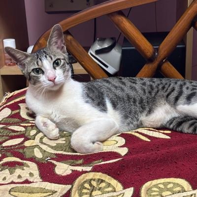 moksbarat's profile picture. Ready to argue, if opposite person using bad words then no argument only Block. So come let's chat in a decent and healthy manner and Respect each other.