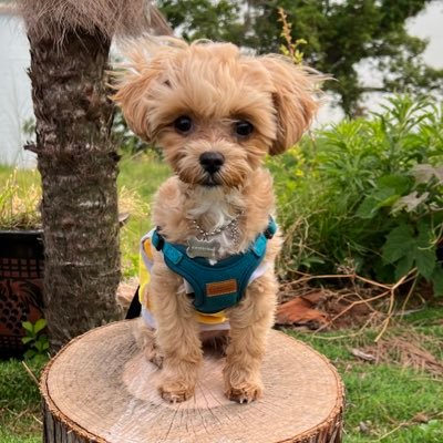 _mu_can's profile picture. 🍀리사🫶🏻 박지연🫶🏻 김려원🍀 ❤️김이후 | 장보람 | 신의정 | 랑연 ❤️ 챪옌짓향 | 비계: @gam_gyuling