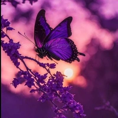 njeri_kenyan's profile picture. ✨
feminism isnt a slur.                                                       

unlearn, learn, re-learn

✨