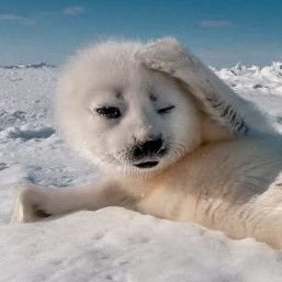 ErnstLeSixieme's profile picture. Famous Chadcel poster
🚬😜🖕
I love Matcha, classic literature, and Photography.