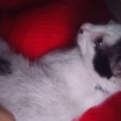 frmd1217057's profile picture. Farah 18 yo
Gaza 🍉
My childhood was between 4 wars, and my youth began with Genocide