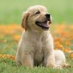 ummed799266's profile picture. 