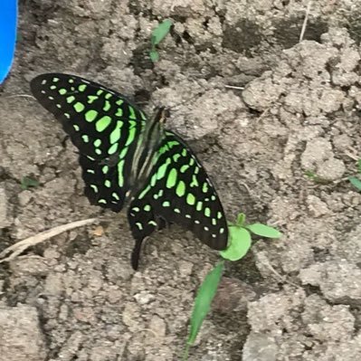 cicadasquawk's profile picture. self-preserving fossil. i’m like if the ouroboros was a 21st century girl.