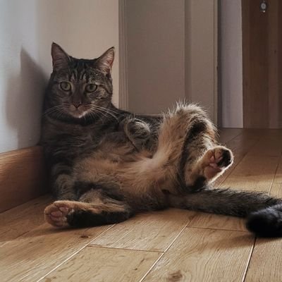 AkikiPoBunny's profile picture. 🐰 27 yrs | 🇨🇵 | ♀️ | 3D junior animator & handmade bunny doll maker🐰