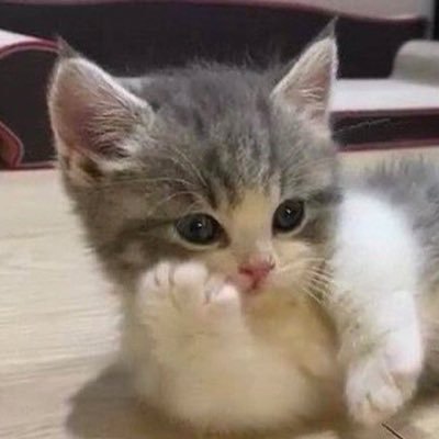 copychoon's profile picture. 