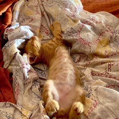 LorisThaTrups's profile picture. Save stray kittens in my community 🐾 My dream,build Catville — a safe, loving home where cats can be fed, protected & live happy. https://t.co/Re2Yc9zfm7