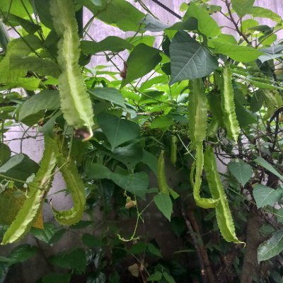 quoclam2025's profile picture. 