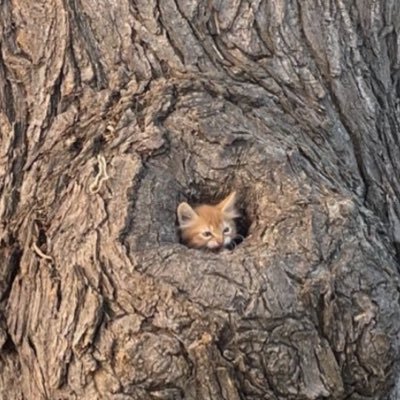 NezanKi's profile picture. 