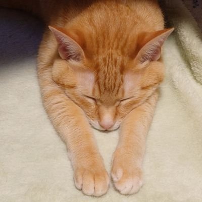 tommy_feast's profile picture. D＆Dの世界観が好き。アスタリオンゴリ推し
ヒーローズフィースト、バルダーズゲート3、ボードゲーム、ドール、猫、裁縫、葬送のフリーレンLove